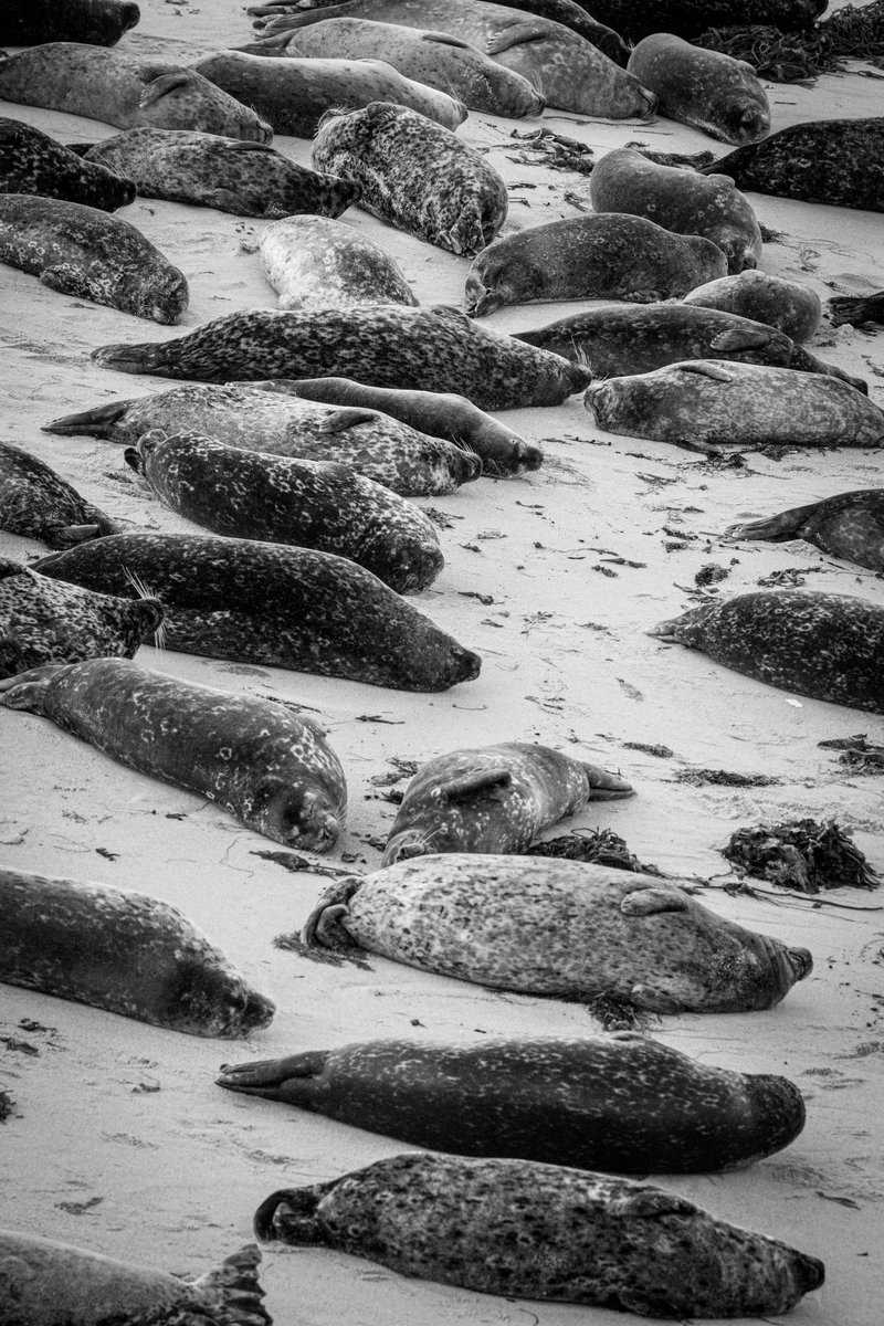 DennisGreenhill's tweet photo. GM everyone! Wild Harbor Seals snoozing at the #ChildrensPool in my hometown of #LaJolla #California. #travelphotography #wildlifephotography #seals #canonphotography #ShotOnCanon #nftphotography #NFTphotographers https://t.co/7dL7OUuEEq