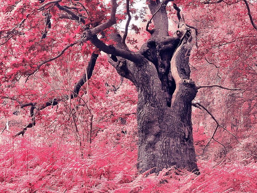 Ancient tree ift.tt/vfqW9jB