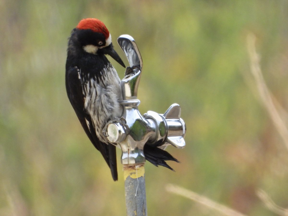 paturner's tweet photo. Thirsty acorn woodpecker in Malibu this morning. https://t.co/p34USmpShD