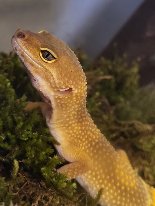 Such a queen 👏 https://t.co/TnEglfr8LV<a href="/tag/bdsm"class="tags"><span>#bdsm</span></a><a href="/tag/cutie"class="tags"><span>#cutie</span></a><a href="/tag/princess"class="tags"><span>#princess</span></a><a href="/tag/brat"class="tags"><span>#brat</span></a><a href="/tag/spoilme"class="tags"><span>#spoilme</span></a><a href="/tag/givemeyourmoney"class="tags"><span>#givemeyourmoney</span></a>