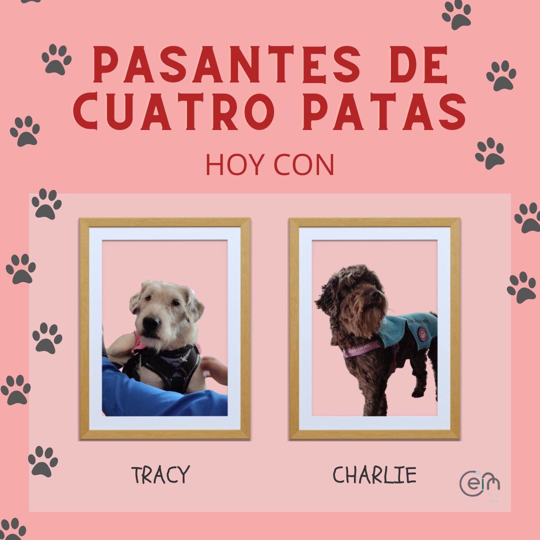 UniandesCEIM's tweet photo. Algunos de los mejores momentos de la visita de Tracy y Charlie al CP
Recuerda que puedes adoptar o hacer de hogar de paso de cualquiera de los pasantes @rescatamebogota
@mediuniandes @uniandes https://t.co/GsJOB9rNZ3