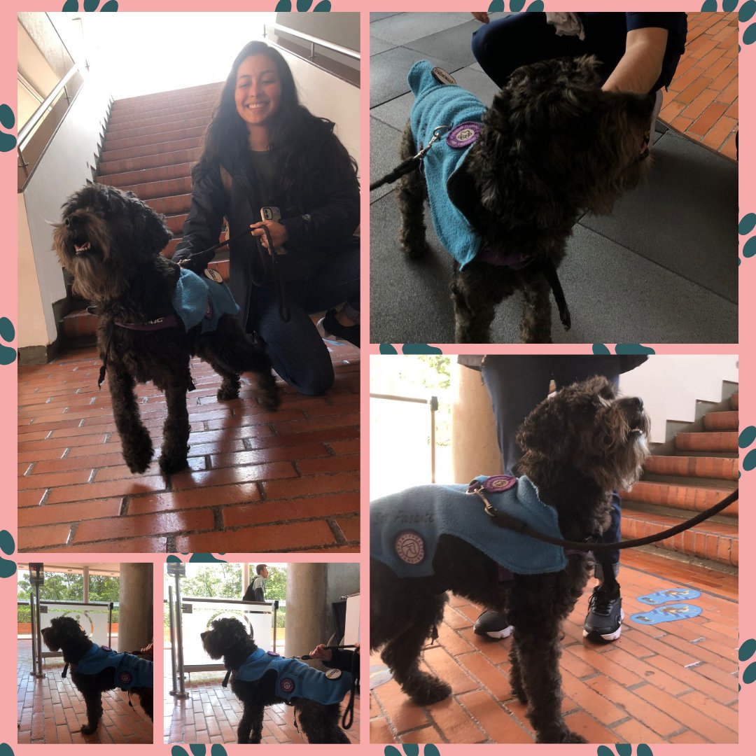UniandesCEIM's tweet photo. Algunos de los mejores momentos de la visita de Tracy y Charlie al CP
Recuerda que puedes adoptar o hacer de hogar de paso de cualquiera de los pasantes @rescatamebogota
@mediuniandes @uniandes https://t.co/GsJOB9rNZ3