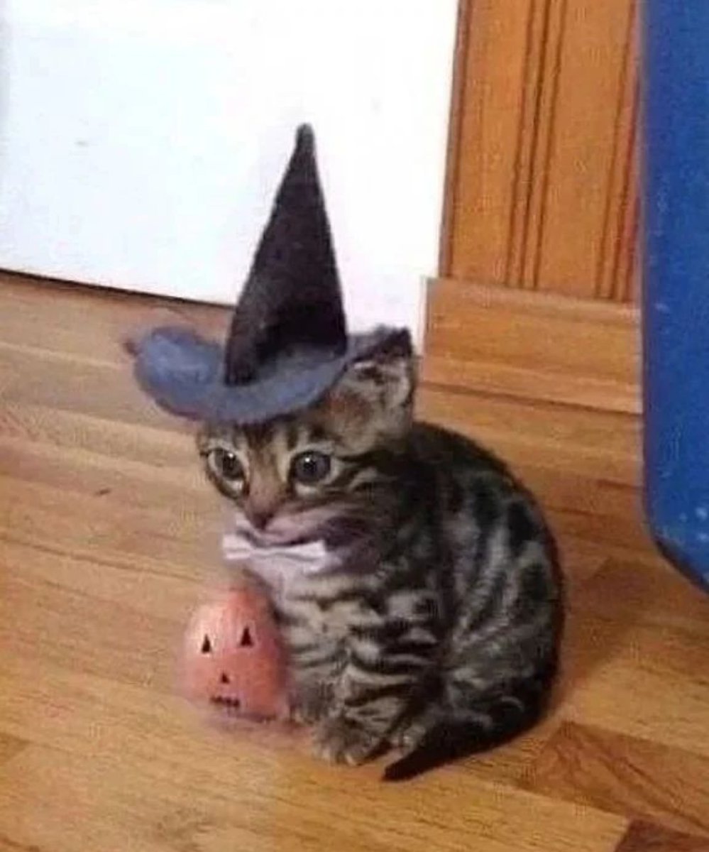 Memes to Show Your Cat (@showyourcat) on Twitter photo 