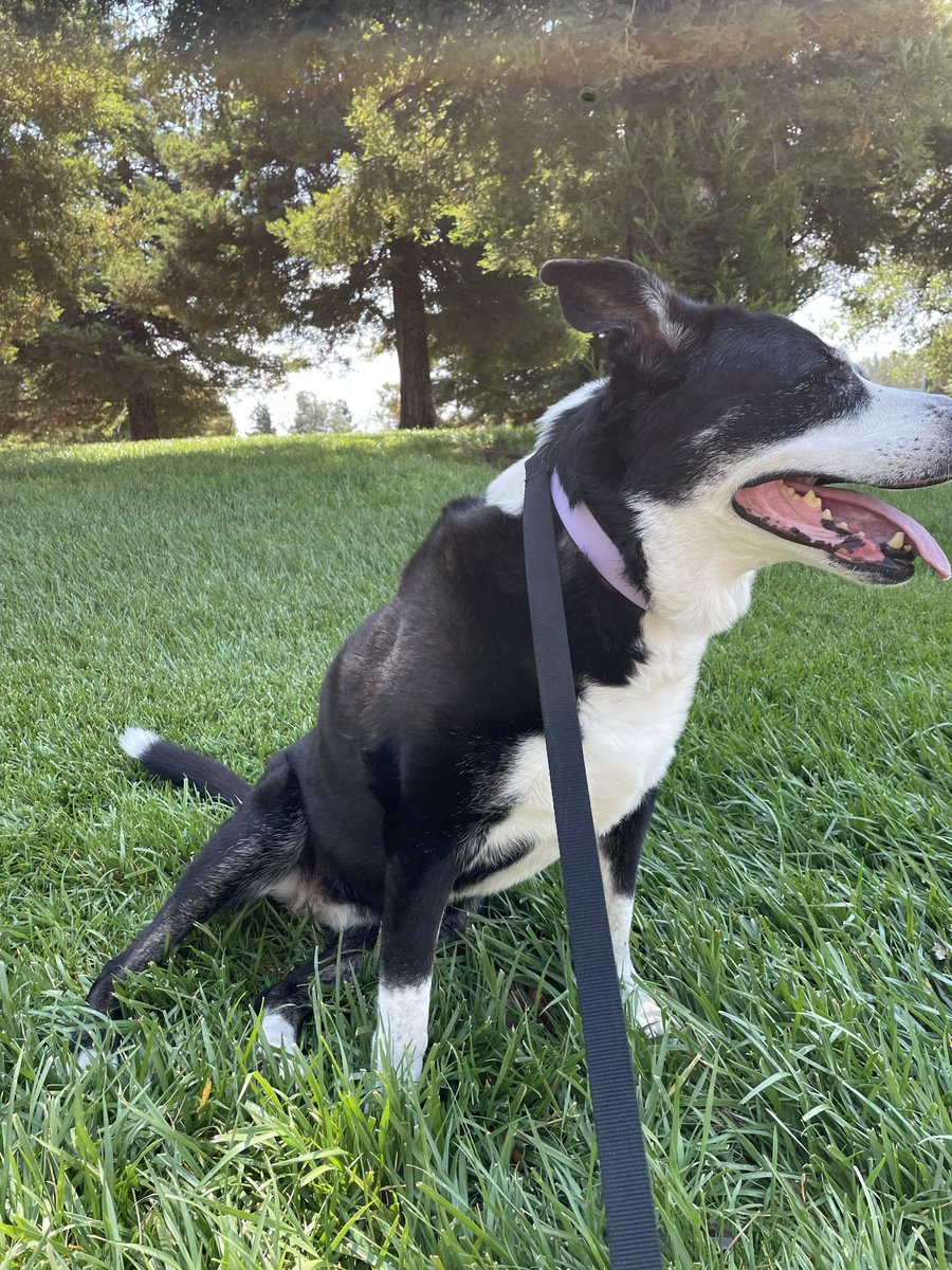 saveallthepups's tweet photo. @amymelissaestes @adamcswrites @annehelen I also have an Olive! https://t.co/o60DB0k8CD
