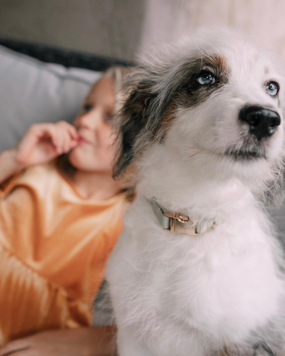Meet Lily, an Aussiedoodle that is a cuddler, rivals my morning hair, and loves Severus. ♥⚡️