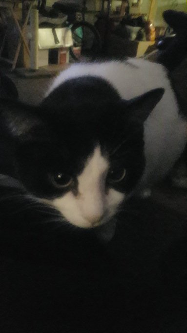 @pervlilbun Your daily dose of cat https://t.co/24WojKaiz0<a class="tags" target="_blank" title="On Twitter" href="/?out=eyJ0eXAiOiJKV1QiLCJhbGciOiJIUzUxMiJ9.eyJpYXQiOjE3MjYzMTk3NjMsImlzcyI6InR3cG9ybnN0YXJzLmNvbSIsIm5iZiI6MTcyNjMxOTc2MywiZXhwIjoxNzU3ODU1NzYzLCJyZWRpcmVjdF91cmwiOiJodHRwczovL3R3aXR0ZXIuY29tL3BlcnZsaWxidW4ifQ.qV4NdNTtFUAERxV4k8MqGVdHE6FUQ0kwhjPEv-Bzcu52J3d1HJMdls6Dy7bSCdxfpZm2feYnM-T1mLoFjvGrug">@pervlilbun</a><a href="/tag/nsfwtwt"class="tags"><span>#nsfwtwt</span></a>