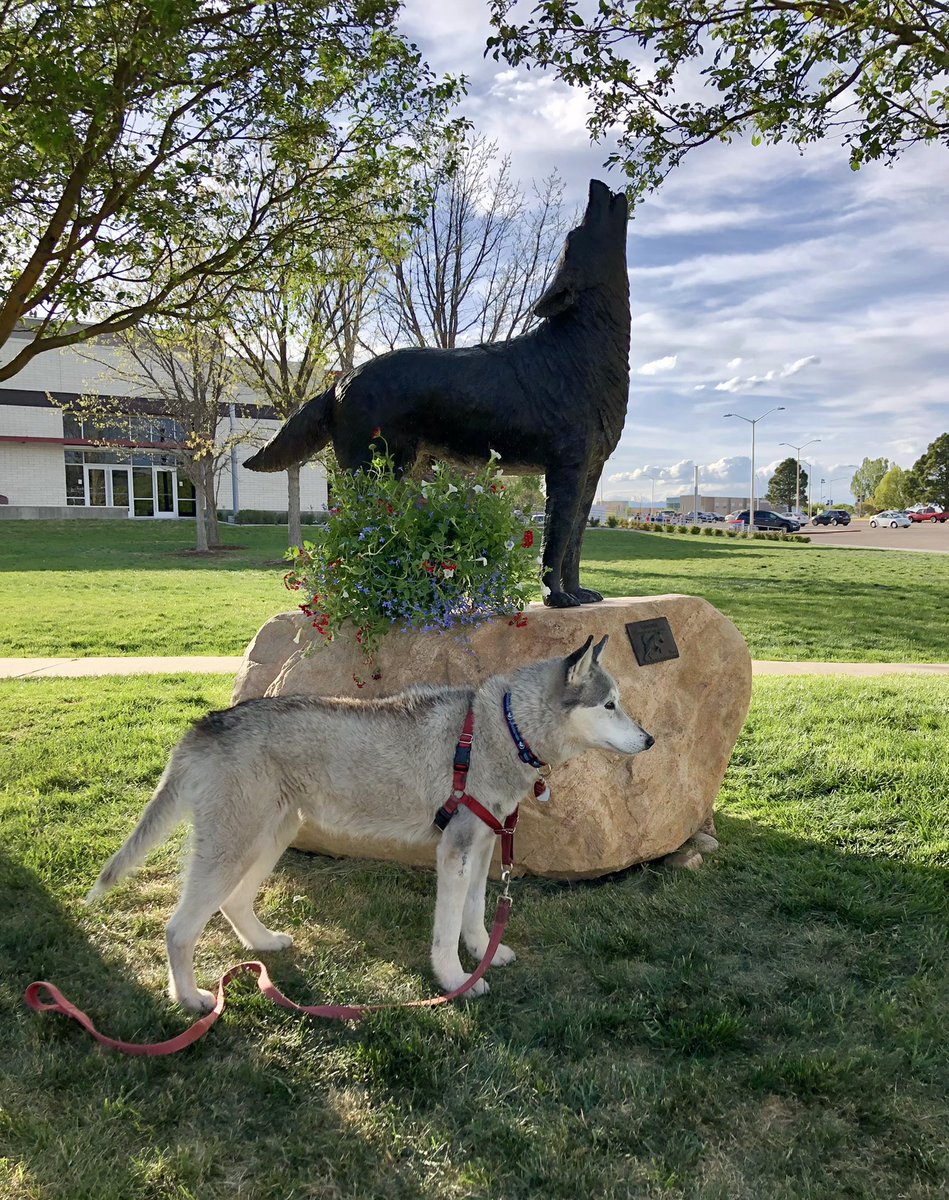 skidog2Tundra's tweet photo. @PaulPlinskeAD @hdelor1 @natemiller99 Tundra would be so proud to have Hannah and Nate represent her spirit of support, giving and service to those she loved! Congratulations and well deserved!  GO THUNDERWOLVES! #TeamTundraPack #MyPackRochs #SpiritOfThePack https://t.co/M5sQBGPv5z