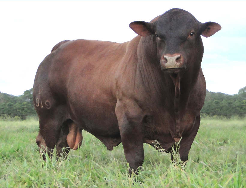 Are you interested in livestock farming? Like and retweet.