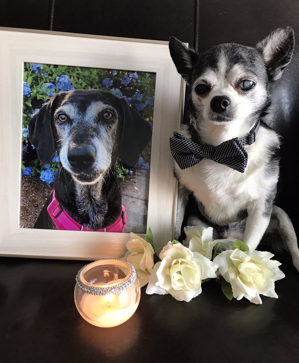 Tonight I Light My Candle In Honour Of The Most Precious &amp; Beautiful Girl, Miss Maggie <a href="/Maggarooo/">🐾Maggie🐾🌈😇</a> 
You Will Be Greatly Missed, I Will Always Hold You In My Heart!
Fly High Beautiful Lady 🕊🌈🐾❤️