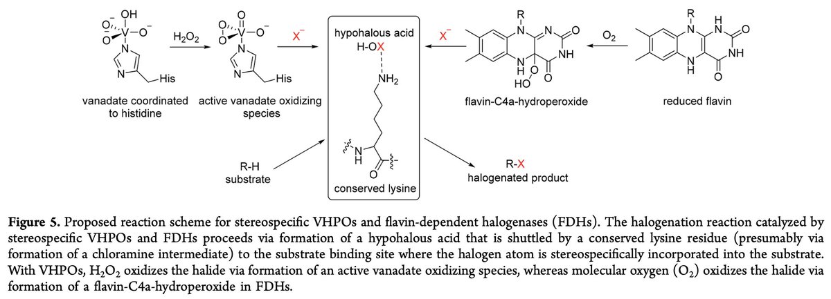 Enzyme Chemistry (@enzymechemistry) on Twitter photo Structural Basis of Stereospecific Vanadium-Dependent Haloperoxidase Family #Enzymes in Napyradiomycin #Biosynthesis by <a href="/moorelabsio/">MooreLabSIO</a> <a href="/Scripps_Ocean/">Scripps Institution of Oceanography</a> in <a href="/BiochemistryACS/">Biochemistry</a> pubs.acs.org/doi/10.1021/ac… Structural Basis of Stereospecific Vanadium-Dependent Haloperoxidase Family #Enzymes in Napyradiomycin #Biosynthesis by <a href="/moorelabsio/">MooreLabSIO</a> <a href="/Scripps_Ocean/">Scripps Institution of Oceanography</a> in <a href="/BiochemistryACS/">Biochemistry</a> pubs.acs.org/doi/10.1021/ac…