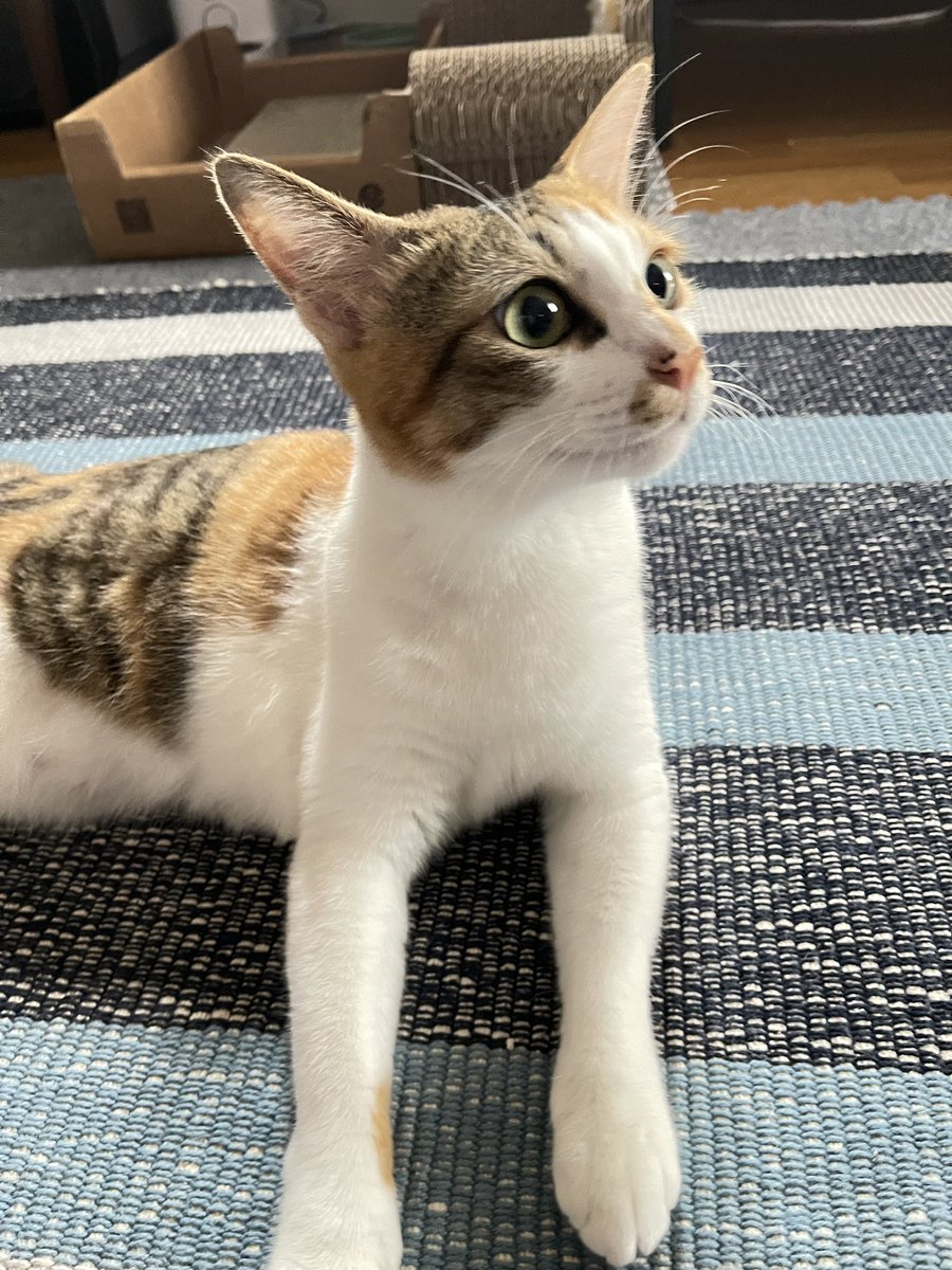 今朝の、あられちゃん

#mnc_cats
#猫のいる暮らし 
#保護猫と暮らす 
#猫好きさんと繋がりたい 
#猫がいる生活 
#猫
#ねこ