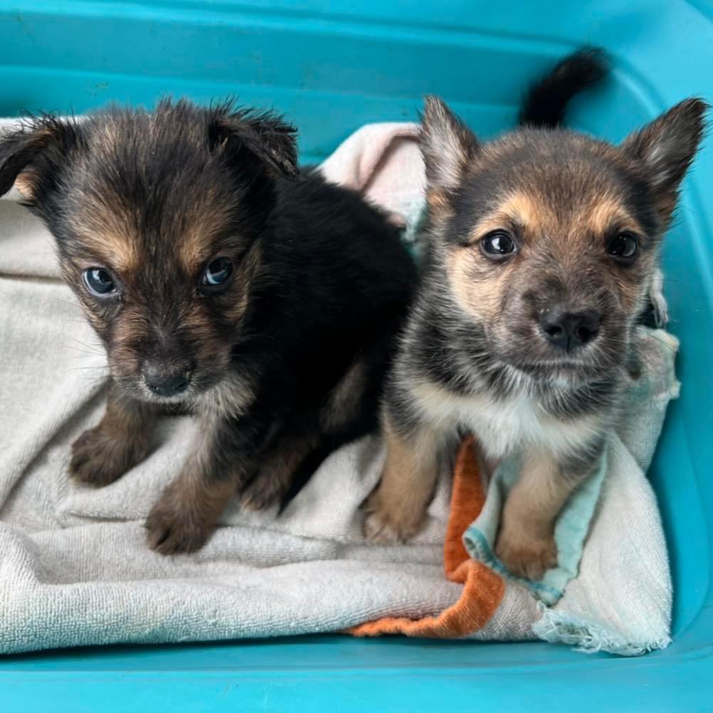 Mutt Misfits tweet media