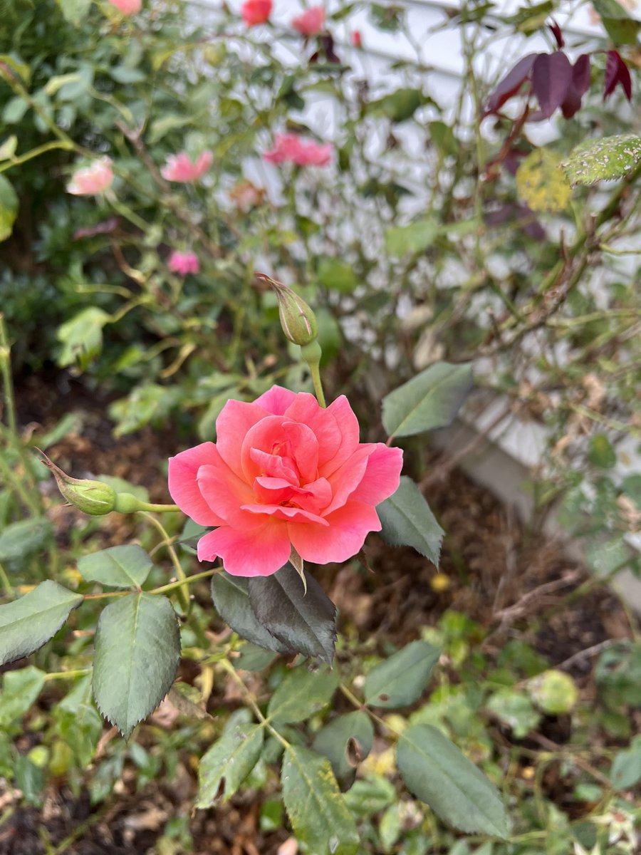 #Beautiful #beauty #rose #pink #parentshouse #outdoors #nature #plants #flowers #love