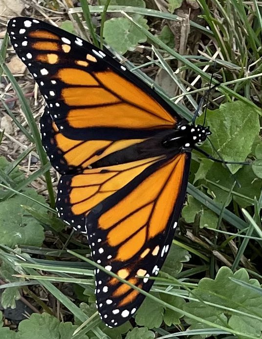 Stopped for a photo op with this beauty while I was walking with the old mutt. One of Mother Nature’s most perfect children. #butterfly #naturesperfection