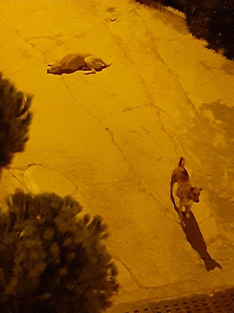 #HavritaKapatılsın valla benim sokağım oldukça güvenli.İki güvenlikçi var karın tokluğu ve sevgi takviyesiyle görevdeler🥰Güvenli sokaklar isteyen hırsızın soysuzun katilin salıverilmesine tepki göstersin.Gücleri yetiyosa madem!