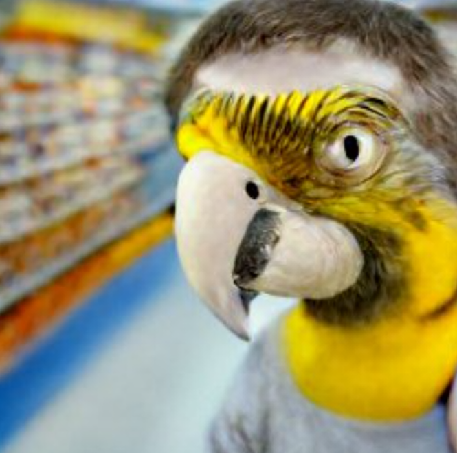 jokerfan79's tweet photo. Parrot TFs in the petshop.
#dallemini #birdtf #TFEveryday #TFTuesday #animaltf #DogTFFan https://t.co/MKjos2Hv8T