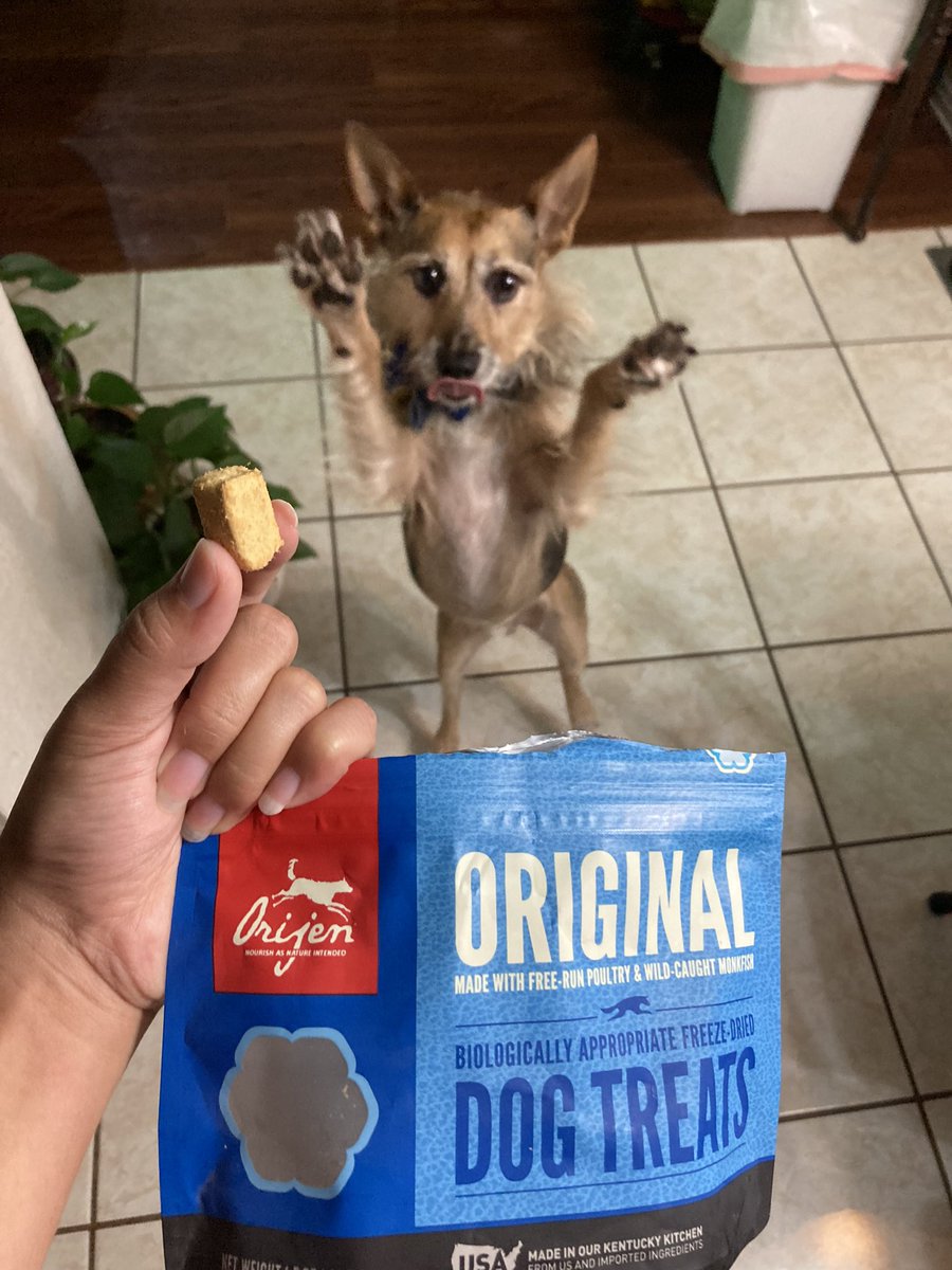 HerbieMooland's tweet photo. I’m always ready for a good snack! 🐶🤩
#dogtreat #snack #treat #yesplease #hungry #goodboy #gooddog #begging #doingtricks #cutedog #adorabledog #smartdog #DogsOnTwitter #dogsoftwitter #orijenpetfood #orijendog #orijen https://t.co/h91nvP2ODf