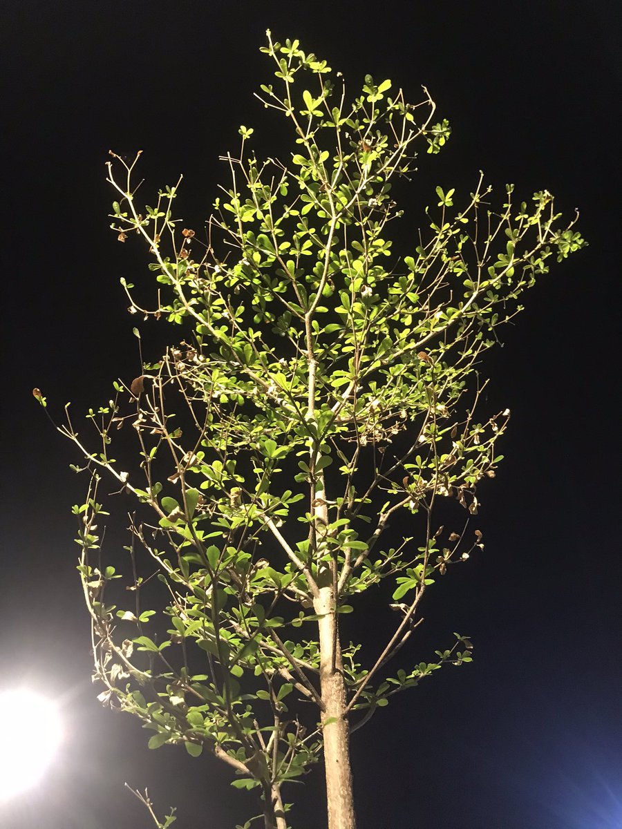 tumbuhsetaman's tweet photo. Definisi pulih lebih cepat, bangkit lebih kuat 🌳 https://t.co/bnQ4Xq9CWt