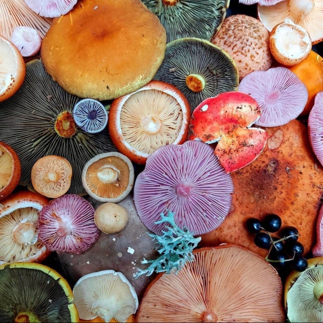 Teelixir's tweet photo. IMMUNE DEFENCE
Medicinal mushrooms target different areas of the body’s immune system.​​​​​​​​​​​​​​​​
​​​​​​​​​​​​​​​​
Studies suggest it's more beneficial to consume a variety of different mushroom species to eli https://t.co/okBSrkkQ1R