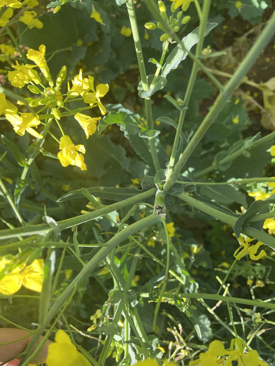 Tim Larwood 🇦🇺 tweet media