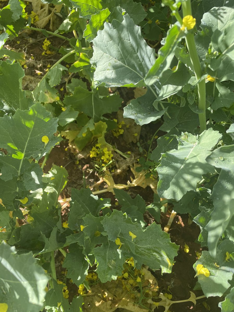 Tim Larwood 🇦🇺 tweet media