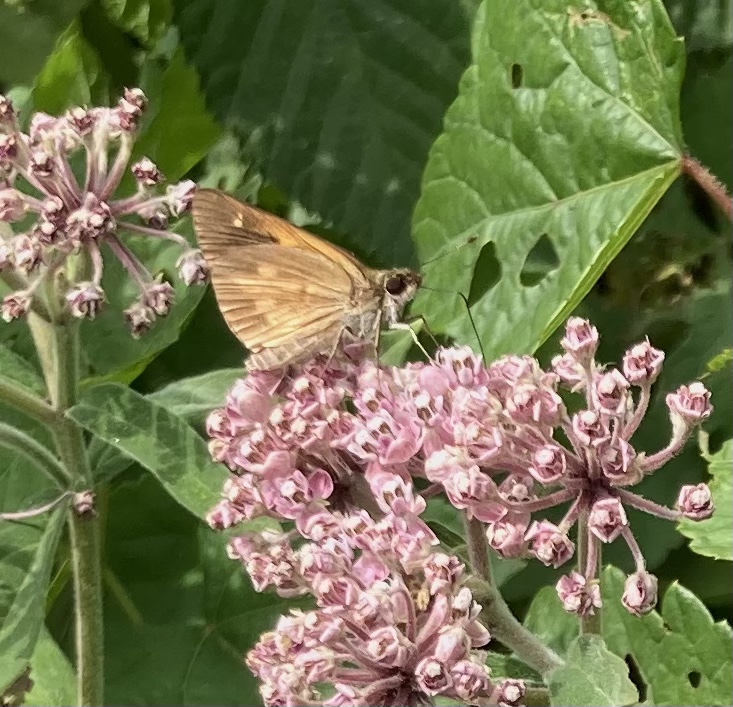 Saw lots of leps today on our Butterfly Walk - Monarch, Buckeye, Cabbage White, Sulfurs, Broad-winged Skipper and Clover Looper Moth.