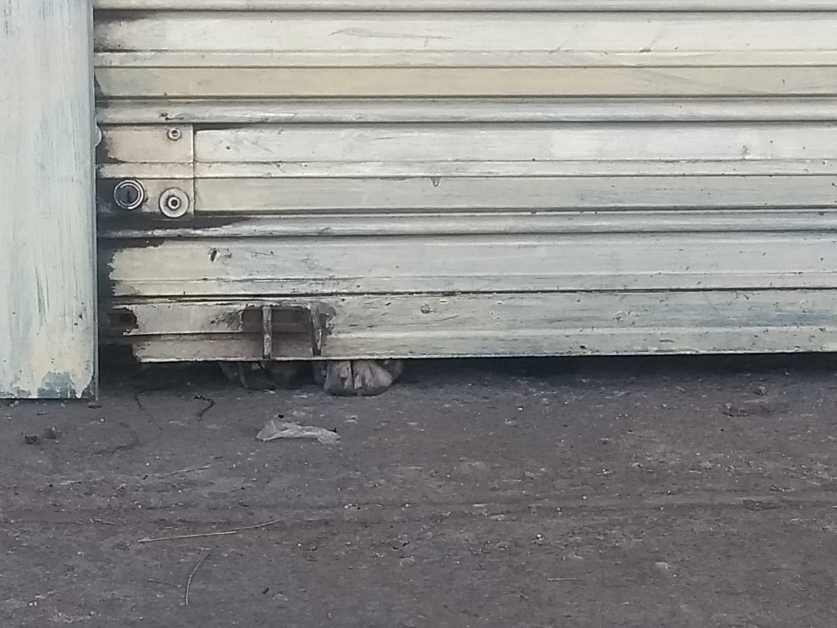 MariposadeMar_'s tweet photo. ¡Auxilio! Hay un perrito encerrado en un contenedor sin ventilación. Todos los días lo tienen amarrado con una correa, solo puede estar acostado. Pensé que los fines de semana se lo llevaban pero lo dejan encerrado en un contenedor con candado. #CDMX https://t.co/W8WeAc1xBl