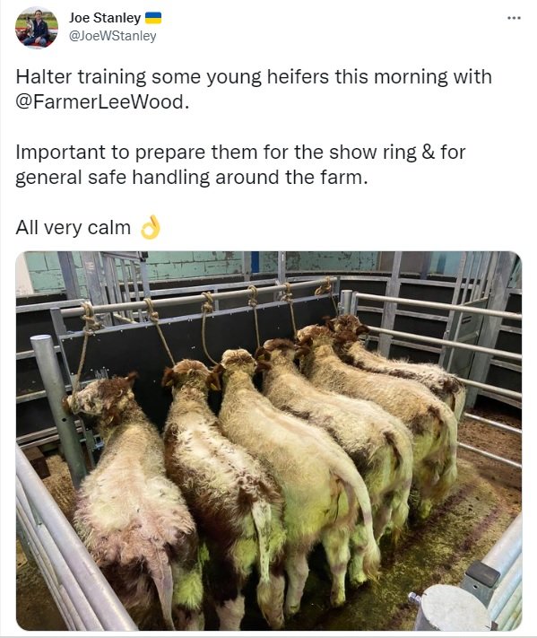 RassaSamimi's tweet image. Halter Breaking
Farm animals short-leash tied by the nose/mouth so that they're forced to stand; unable to move/sit/lie—not just for a few minutes/hours—but, for days, in order to break their spirit.
(A standard torture practice in animal farms, with cows, horses, etc.)