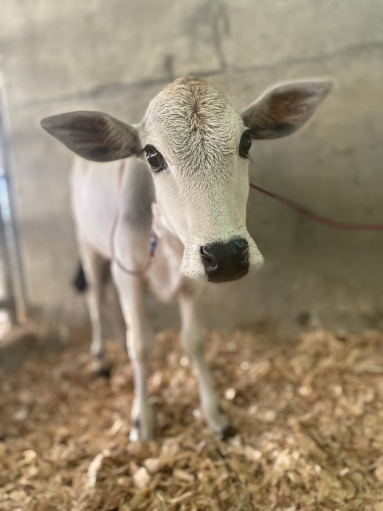 Humpty receiving his blood transfusion, he’s such a brave boy🥹🥲❤️