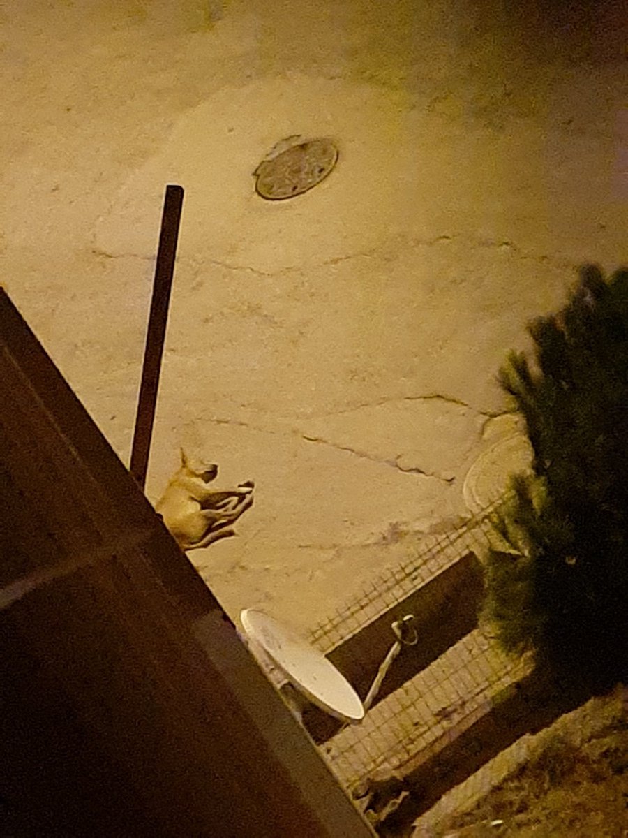 #HavritaKAPATILSIN 03:25 #SokakHayvanlarıSahipsizDeğil