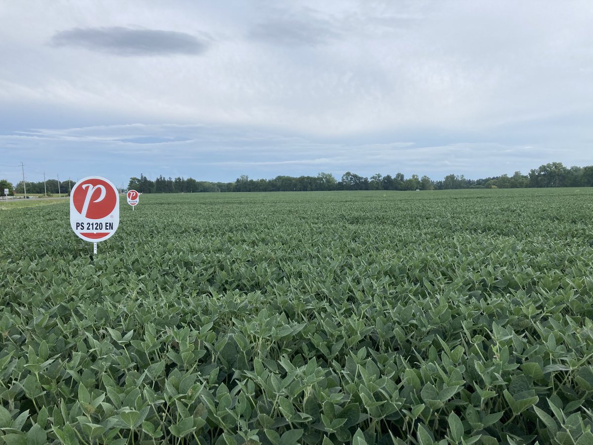 PRIDE Seed products looking very good in Central and Southern Ontario