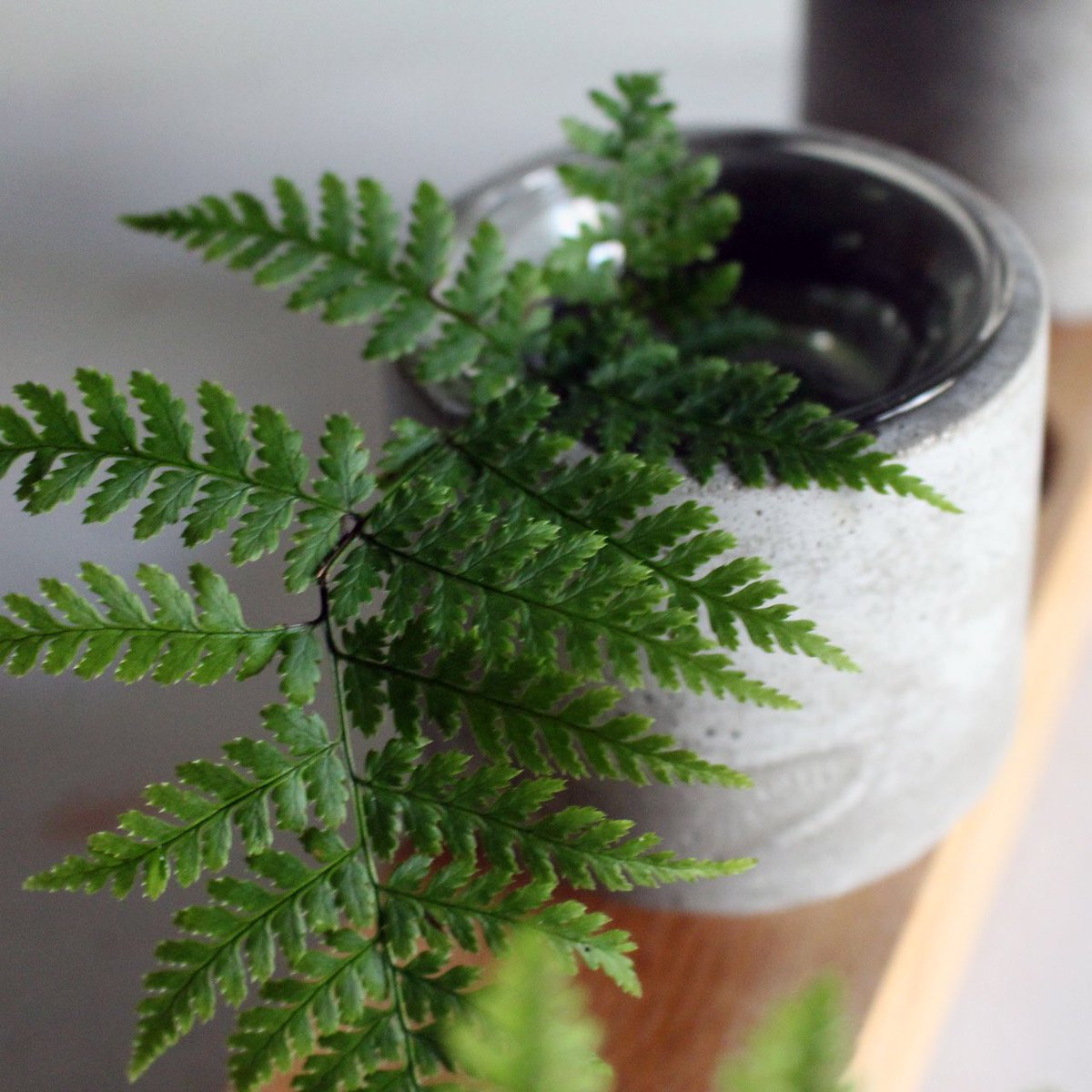 suebergville's tweet photo. Decorative planter of wood, concrete and glass. I love making practical objects as well as art. This is clean and sharp based on #modernism houseware designs from the 50’s. #designthing #woodworking #homedecor #plants #interiordesign #maker https://t.co/xNG34r6F0E