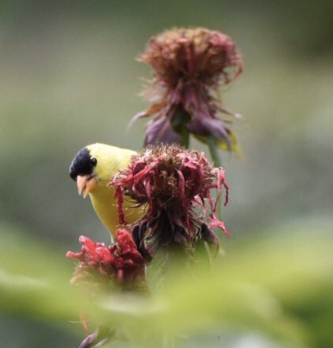 GrowWildIdeas's tweet photo. Beauty is in the eye of the beholder. Don’t be too quick to deadhead the flowers in your garden, there’s a purpose to those spent blooms. Goldfinch on my faded bee balm for this week’s #FlowerReport #wildlifephotography #gardening https://t.co/ov7KcHQEIg