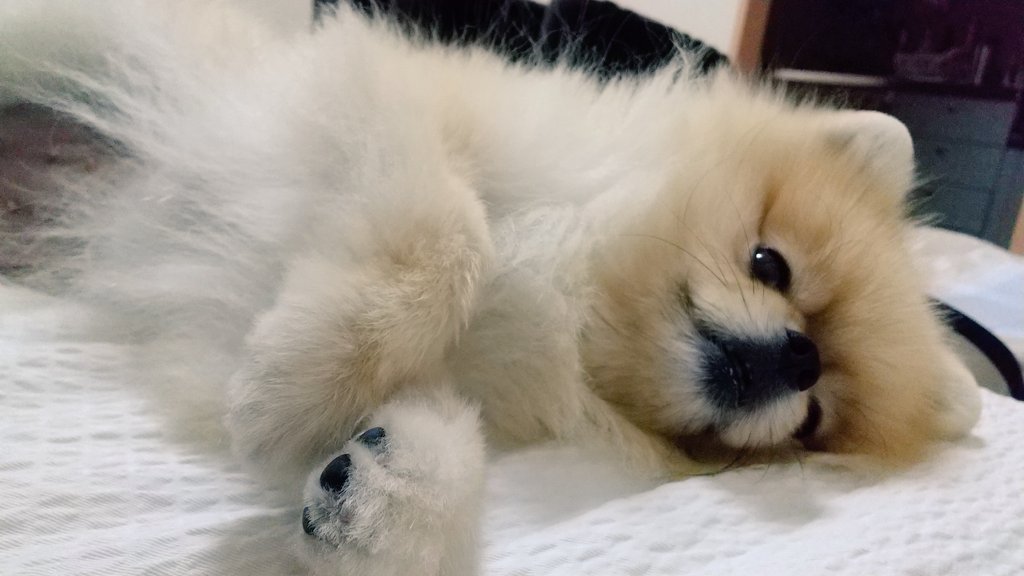 今日も外はまだ暑いよ。。
グータラしときたい🦴
It's still hot outside... Let me be lazy..