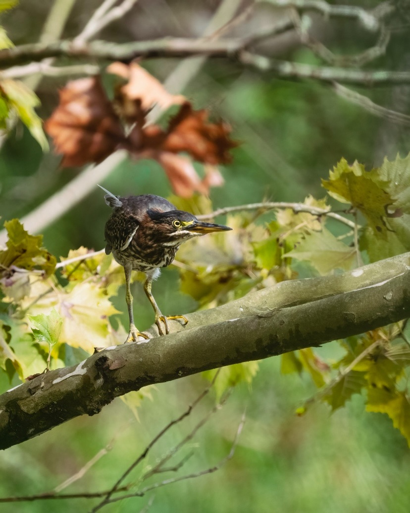 KirkSummers8's tweet photo. Found a hidden marsh near my house and in it this green heron. #birding https://t.co/s3v6UhMdnO