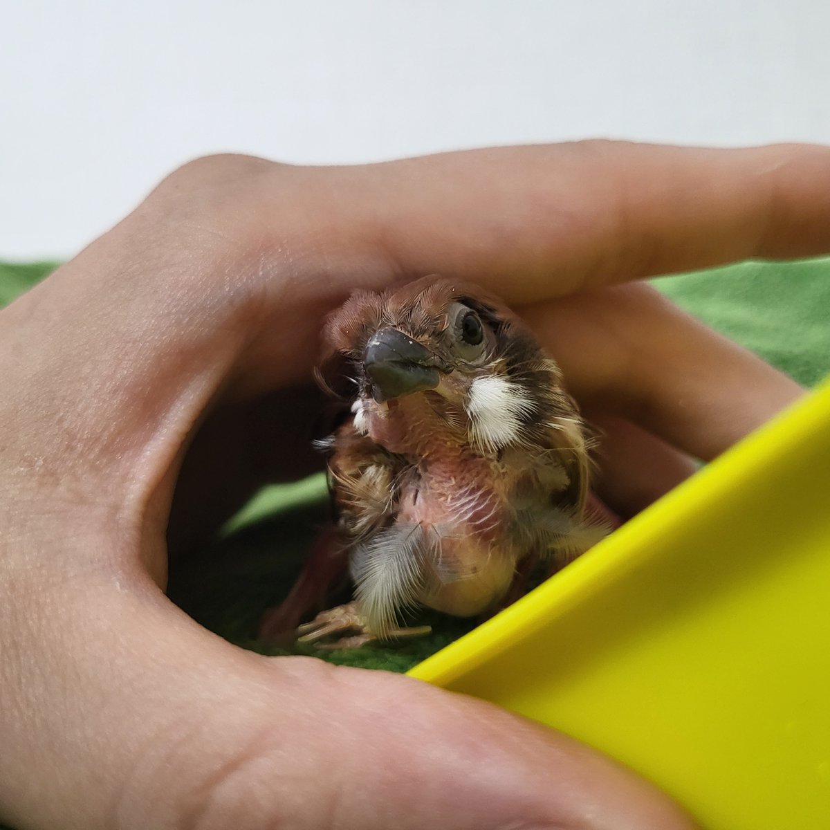 트리가 요즘 스스로 밥 안먹는다 👈이거에 대한 두가지 마음

내새끼 어디 아픈가 트리 왜 안먹어 엉엉...
괜찮아 집사가 먹이면 잘 먹으니까 집사가 열심히 먹이면 돼!!!!