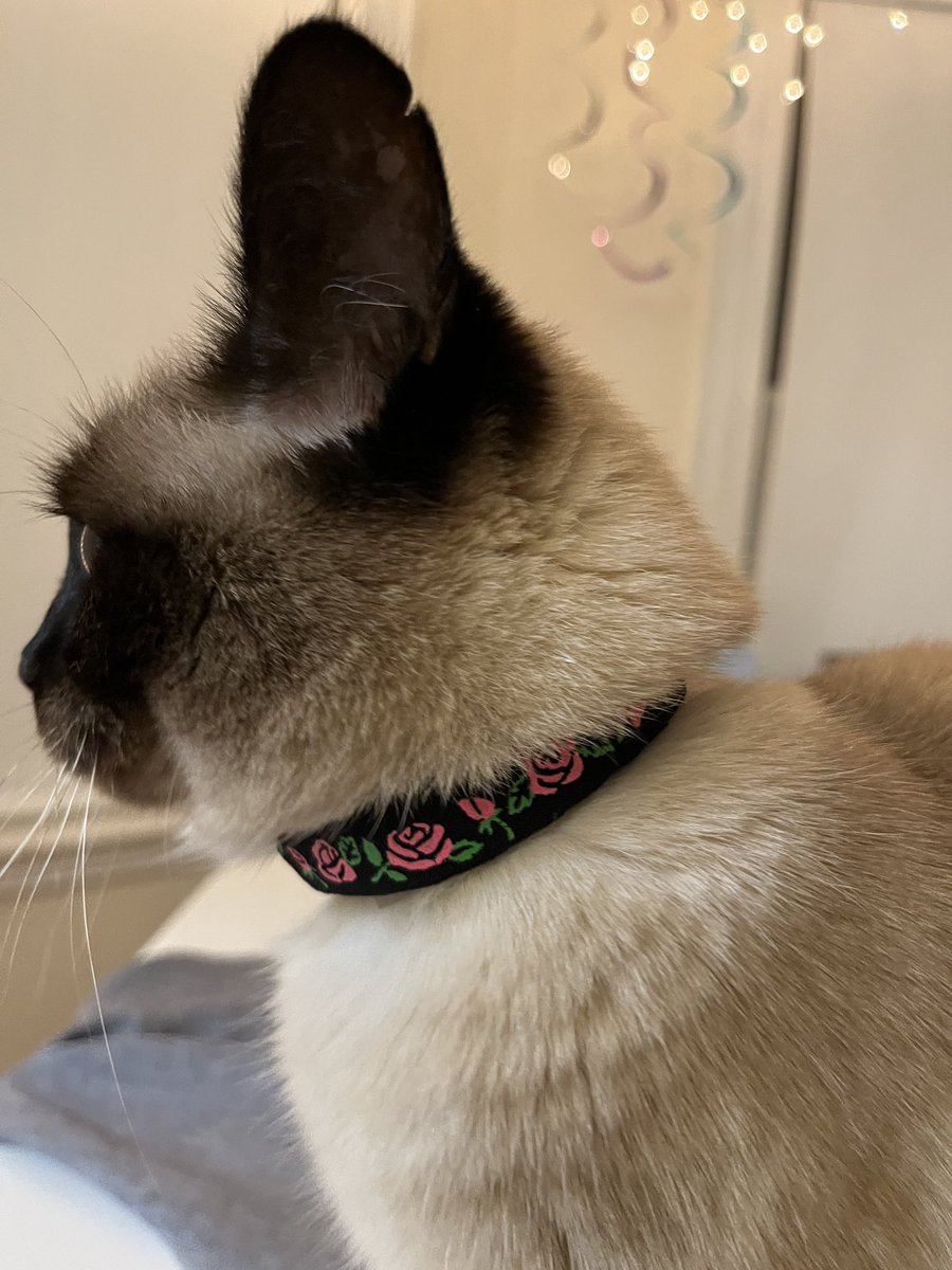 しんコロ しゃべるねこ しおちゃんさん Theoshio のカレンダー ブログ形式twitter Meyou ミーユー