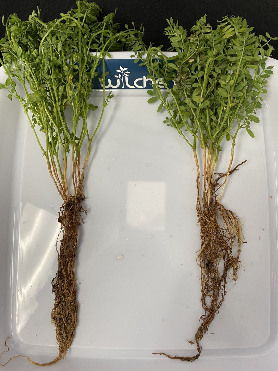 The combination of #Recruit and #Bioteam keeps delivering. Lentils showing differences in root mass, treated on left. #wilchem #biotics