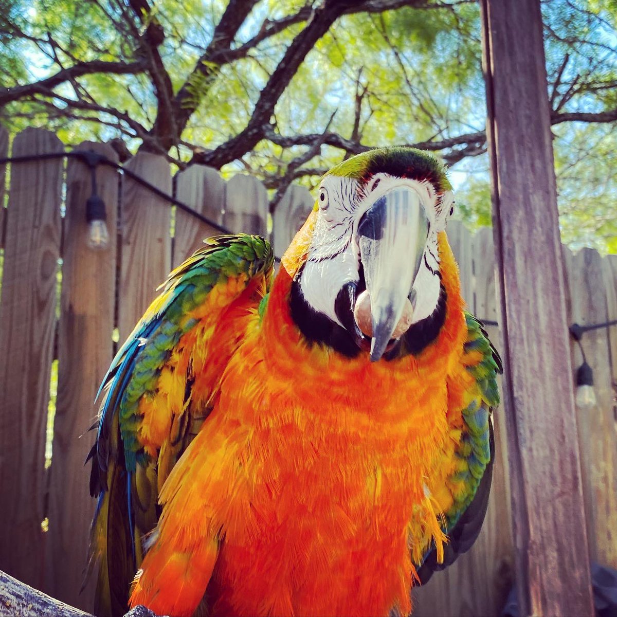 tracicarroll_'s tweet image. Cairo, the KING 👑 of Love Your Parrot &amp;amp; Texas Parrot Rescue #cairothecatalina #catalinamacaw #tracicarroll #loveyourparrot #texasparrotrescue #beautiful #parrotsofinstagram #macaws