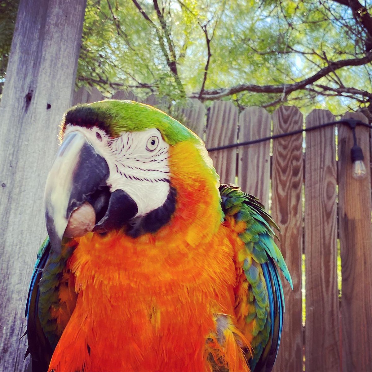 tracicarroll_'s tweet image. Cairo, the KING 👑 of Love Your Parrot &amp;amp; Texas Parrot Rescue #cairothecatalina #catalinamacaw #tracicarroll #loveyourparrot #texasparrotrescue #beautiful #parrotsofinstagram #macaws