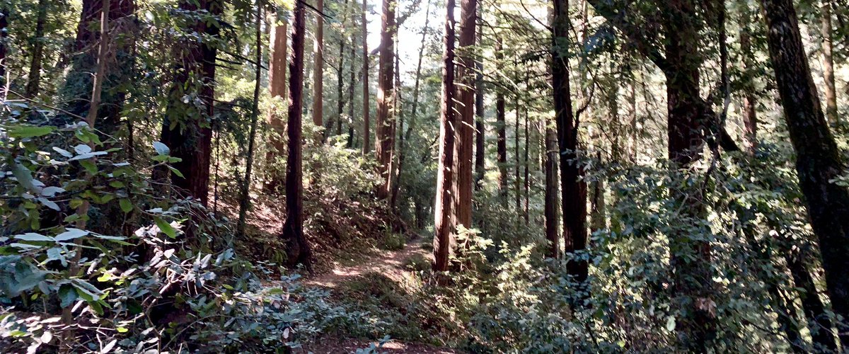 Ray O 'Farrell tweet media