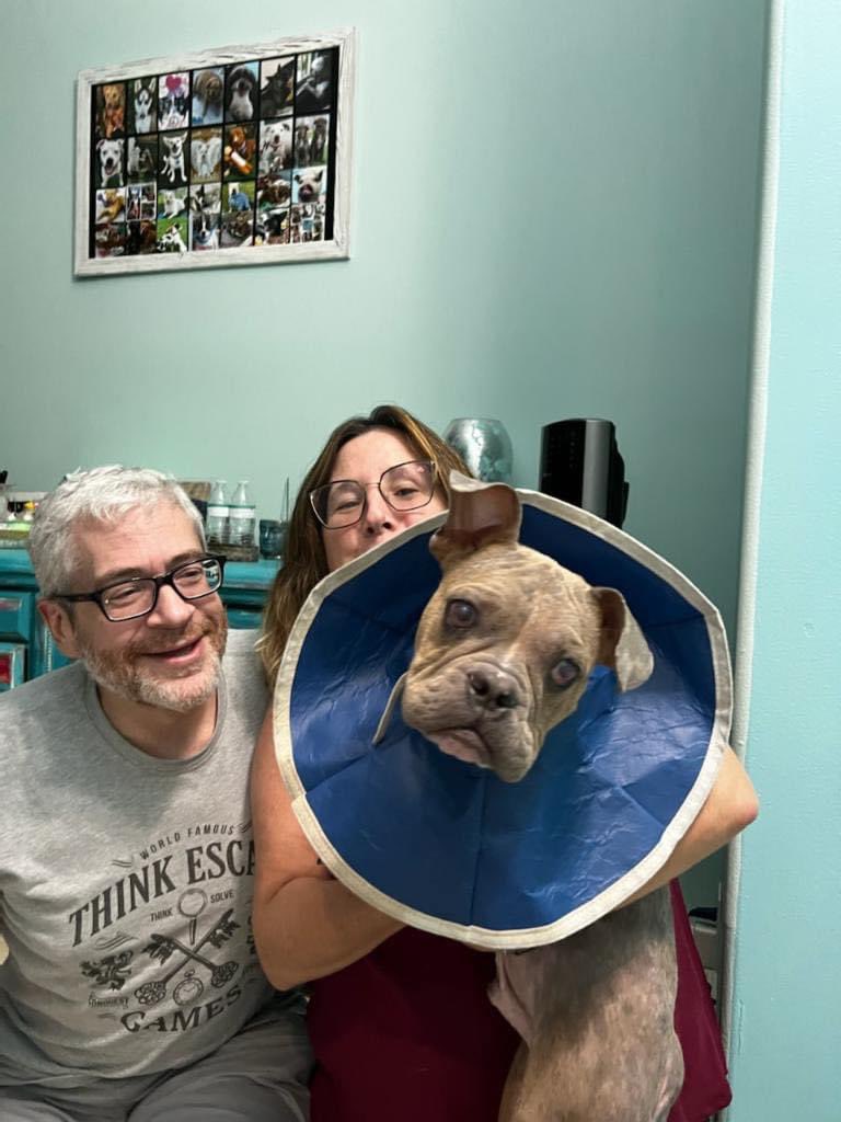 100+ Abandoned Dogs tweet media