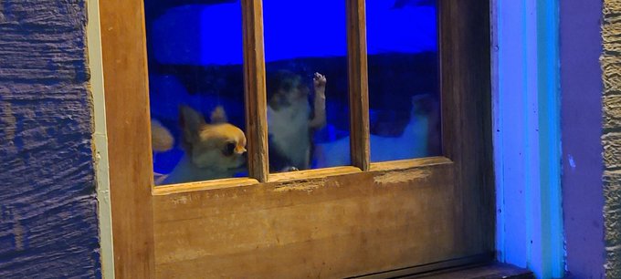 2.5 pounds and feisty is an understatement.  #Chihuahua https://t.co/KQG8QDhd2e<a href="/tag/chihuahua"class="tags">#Chihuahua</a>