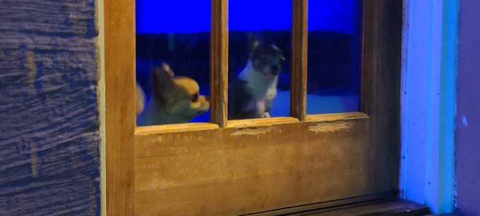 2.5 pounds and feisty is an understatement.  #Chihuahua https://t.co/KQG8QDhd2e<a href="/tag/chihuahua"class="tags">#Chihuahua</a>