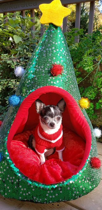 #Chihuahua   My 8 year old Chihuahua, Envy. https://t.co/z08uLircL4<a href="/tag/chihuahua"class="tags">#Chihuahua</a>