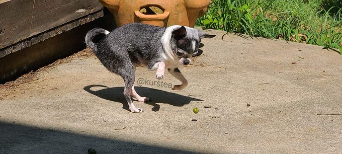 #Chihuahua   My 8 year old Chihuahua, Envy. https://t.co/z08uLircL4<a href="/tag/chihuahua"class="tags">#Chihuahua</a>