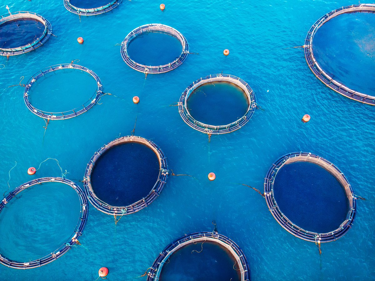 Growing the aquaculture industry without depleting the ocean deakin.edu.au/about-deakin/n…