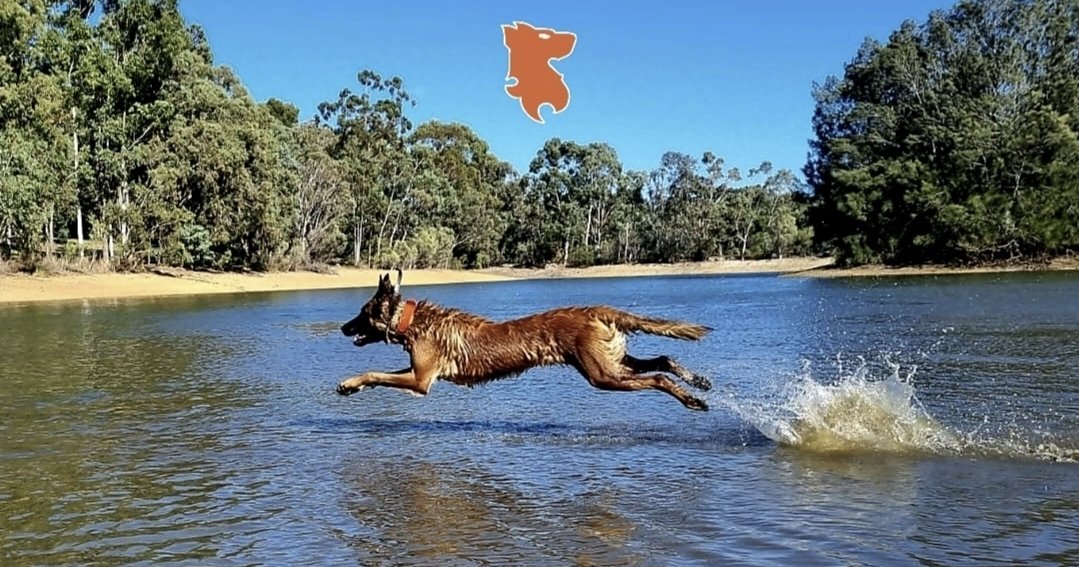 AustralK9's tweet photo. Walkin on water!
#VirtusHouseKennelAlphaLitter #K9SAASH #K9SolutionsAustralia 🇦🇺 https://t.co/9W4AzkXv3x