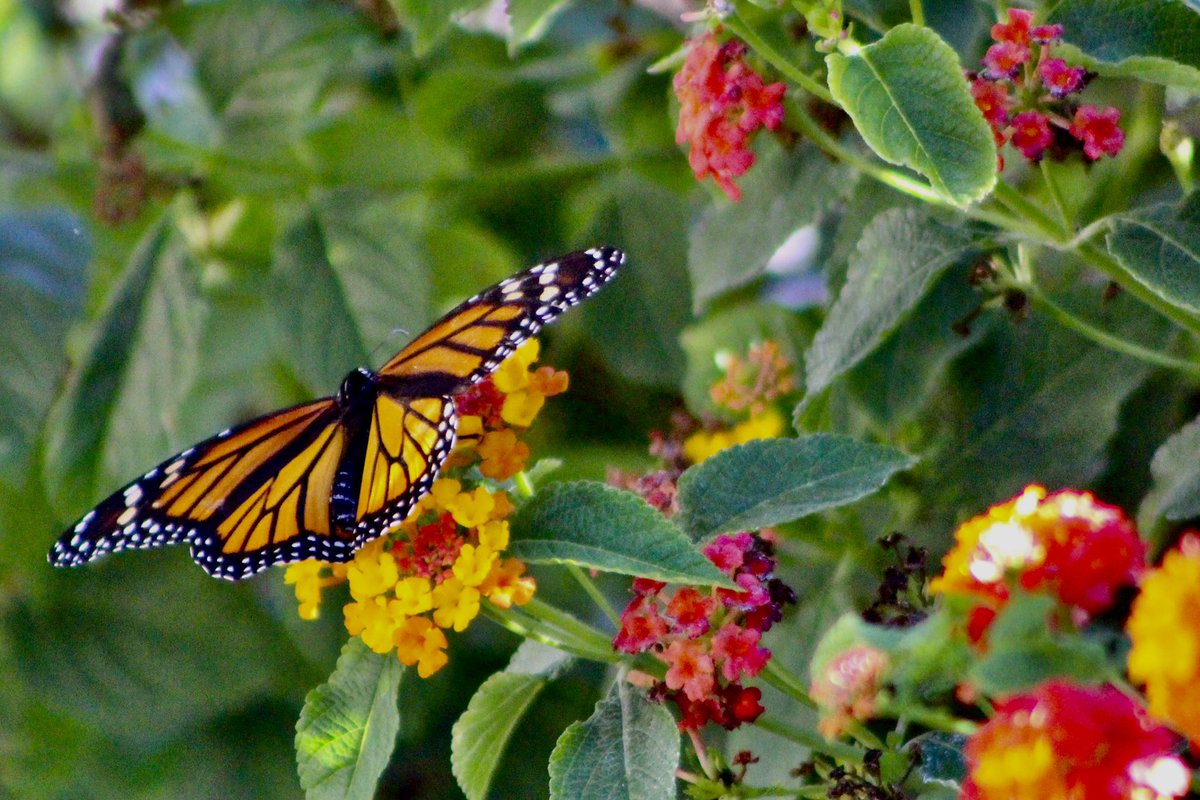 They are so aptly named. The monarchs, perhaps the most regal butterfly of all. This beautiful one briefly graced the front yard of my San Jose home this Sunday afternoon. @jcfphotog @paulkpix @robmayeda @tunedtotheresa @lyannemelendez @nwsbayarea <a href="/kajobrien/">Kimberly O'Brien</a> @johnshrable
