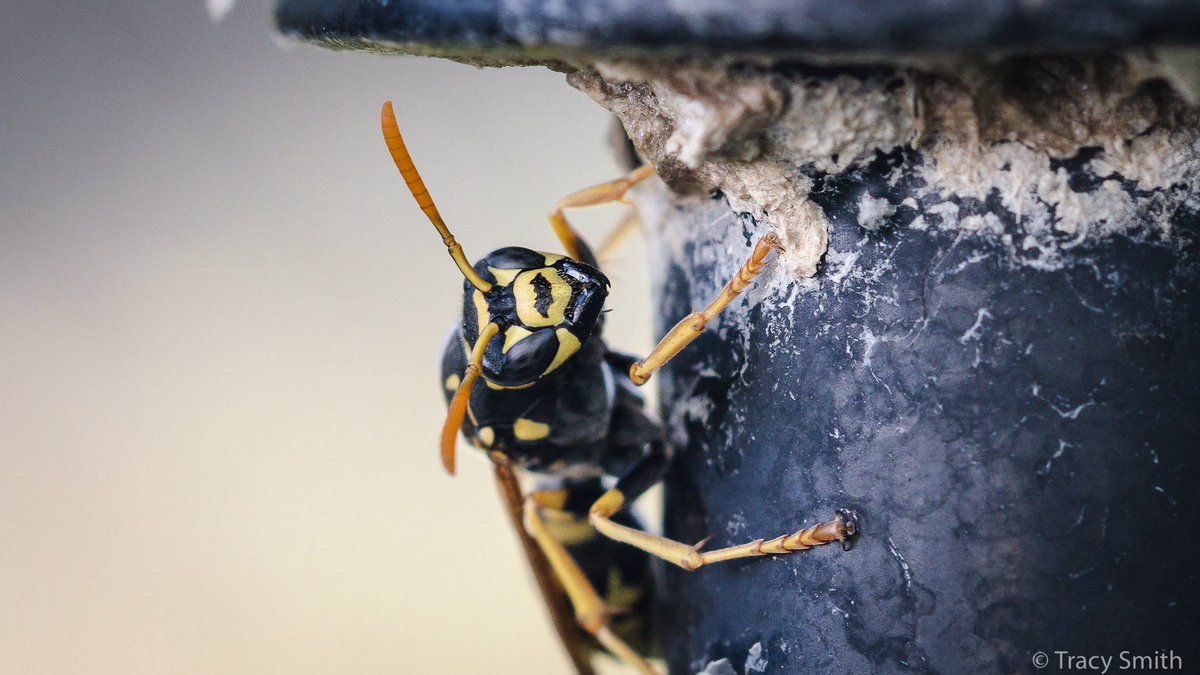 A European paper wasp on watch for her colony.